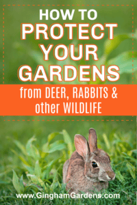 How to Protect Gardens from Deer, Rabbits and Other Wildlife - Gingham