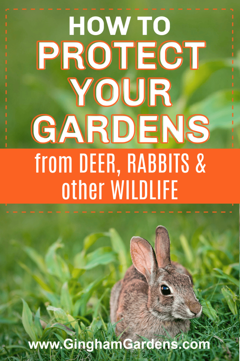 How to Protect Gardens from Deer, Rabbits and Other Wildlife - Gingham ...