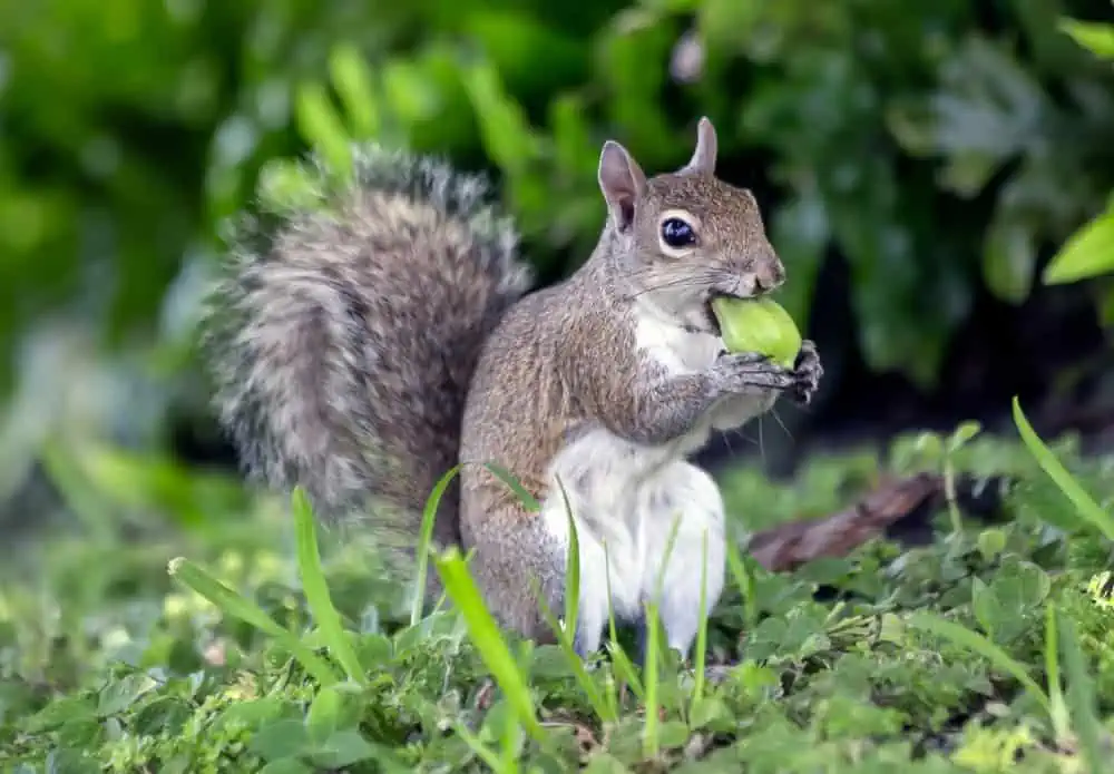 Squirrel eating in a garden.