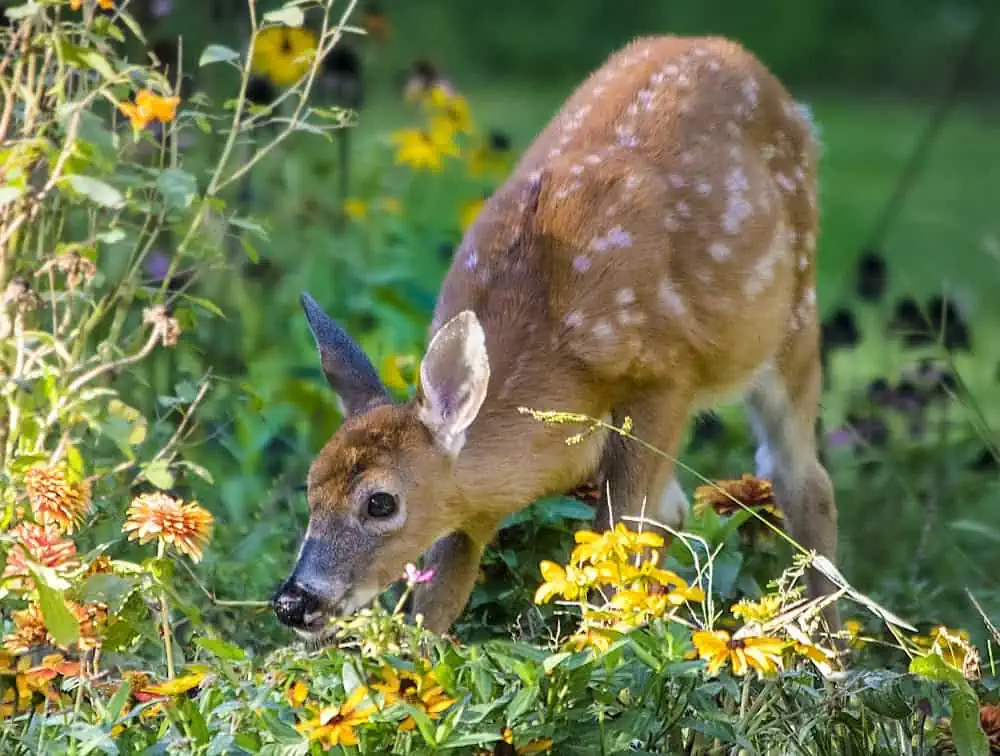 Fawn eating flowers in a garden.