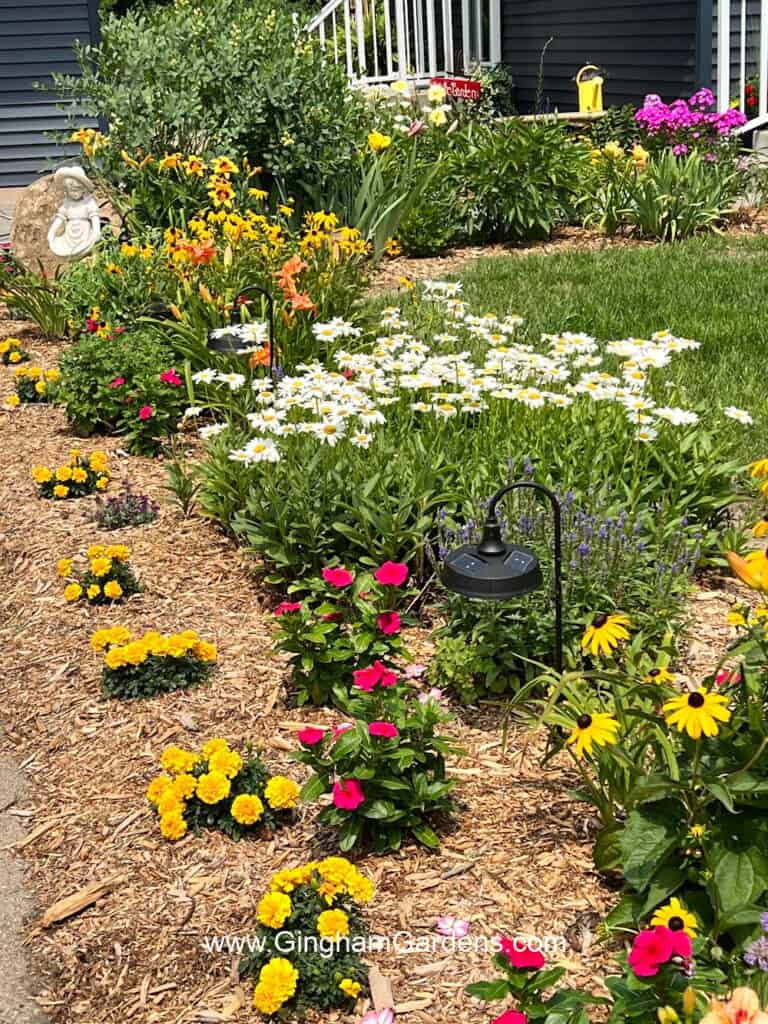 Flower bed with shasta daisies, black-eyed Susans, daylilies, vinca and marigolds