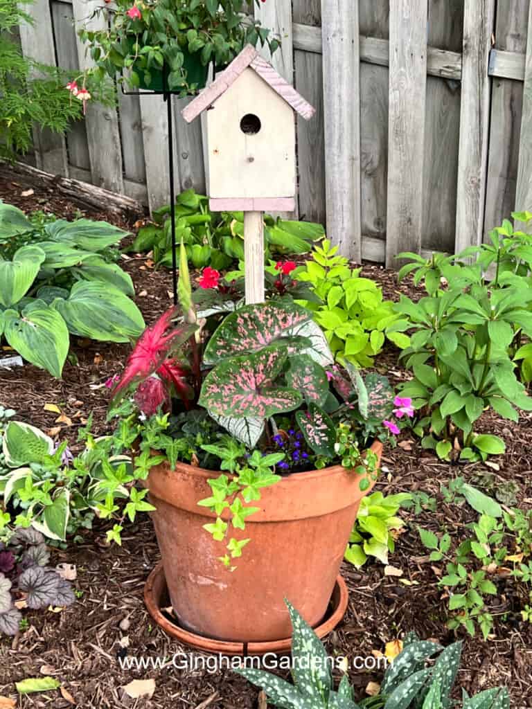 Terracotta planter with caladium plants and a birdhouse.
