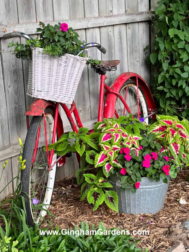 Old red bicycle with flowers planted in the basket.