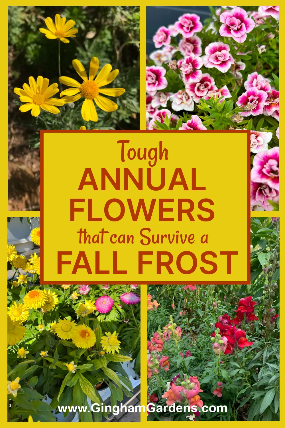 Images of colorful flowers with text overlay - Tough Annual Flowers that can Survive a Fall Frost