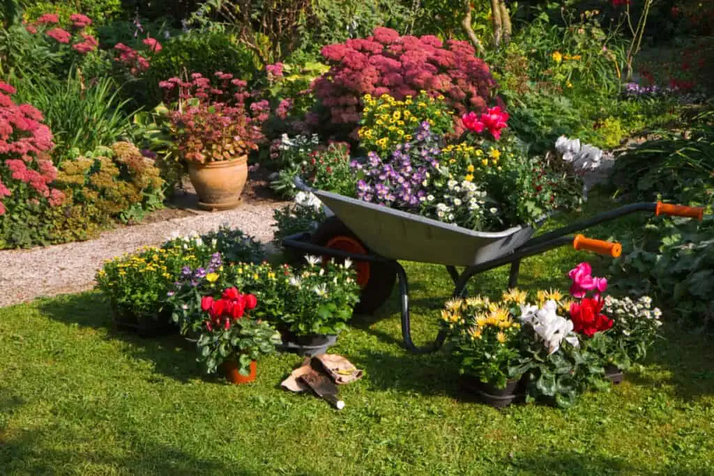 Colorful fall garden with wheelbarrow full of annual flowers to be planted.