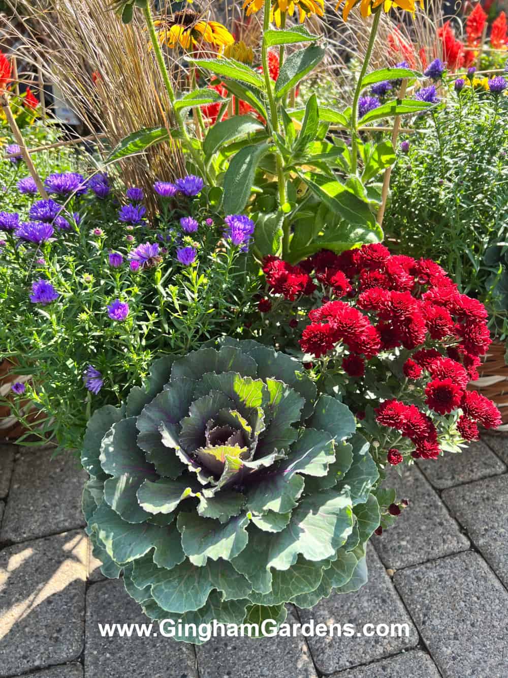 Fall planter with ornamental cabbage, mums, asters, rudbeckia and ornamental peppers.