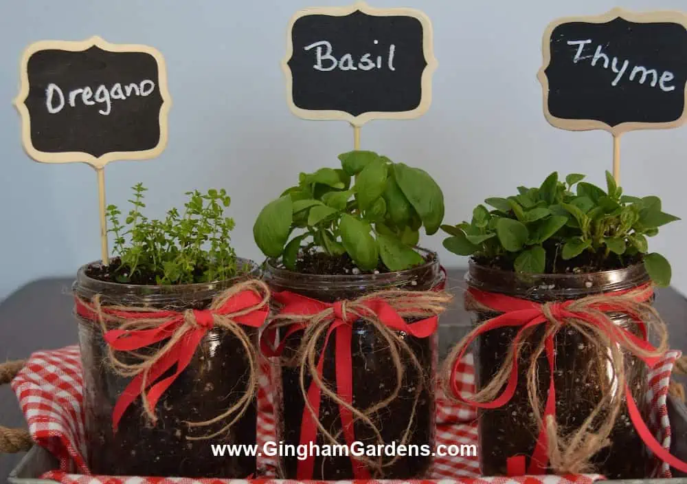 Herbs planted in jars with red ribbon and jute cord tied around the top of the jars.