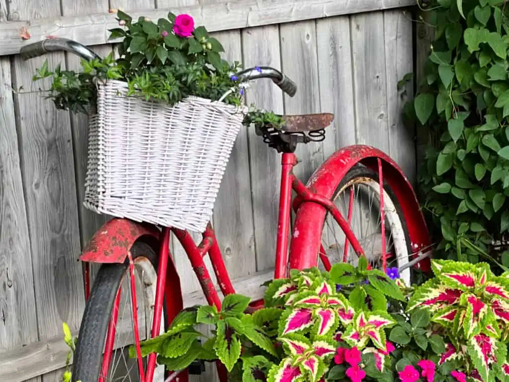 Vintage red bicycle in a garden with flowers in its basket.