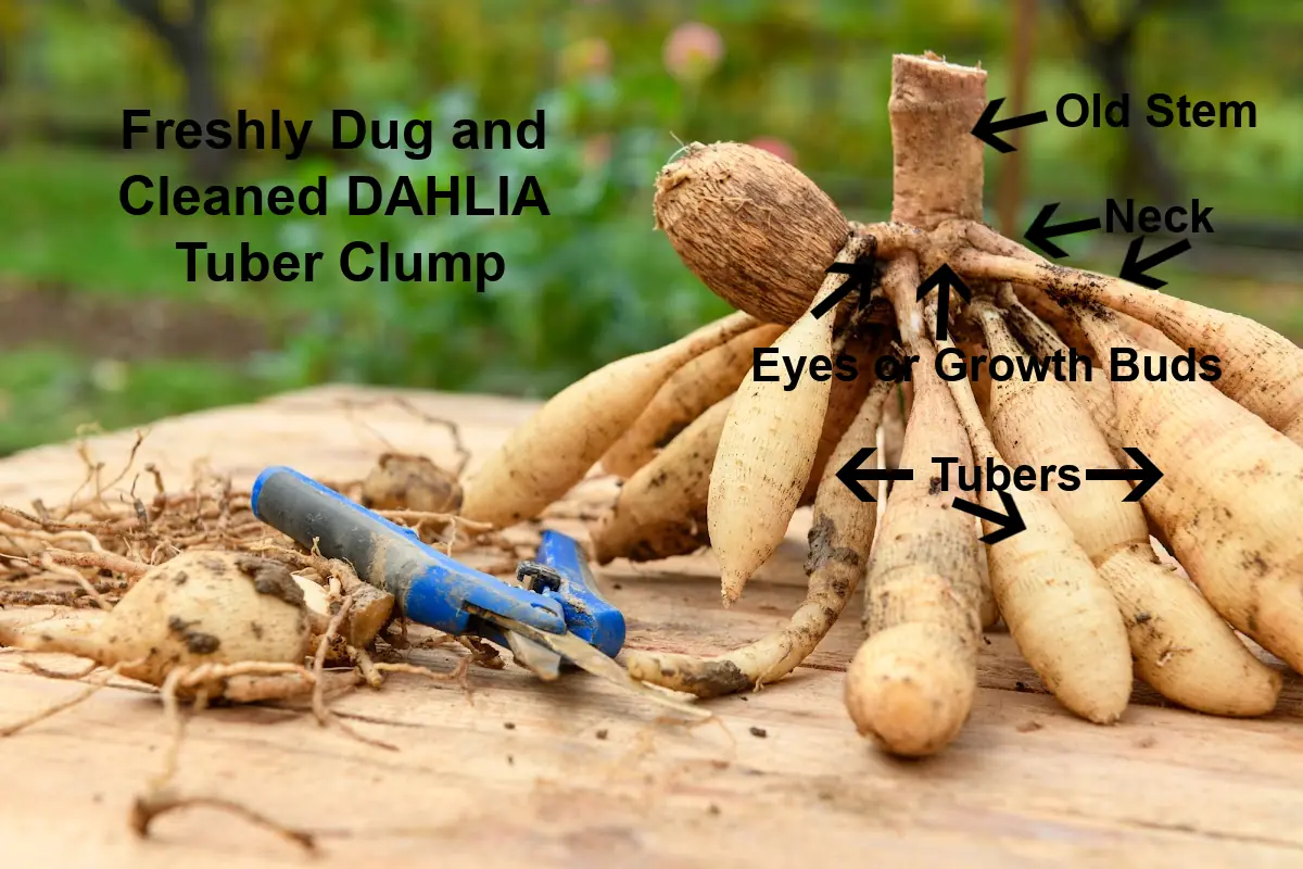 Growing Dahlias An Easy Guide For Home Gardeners Gingham Gardens