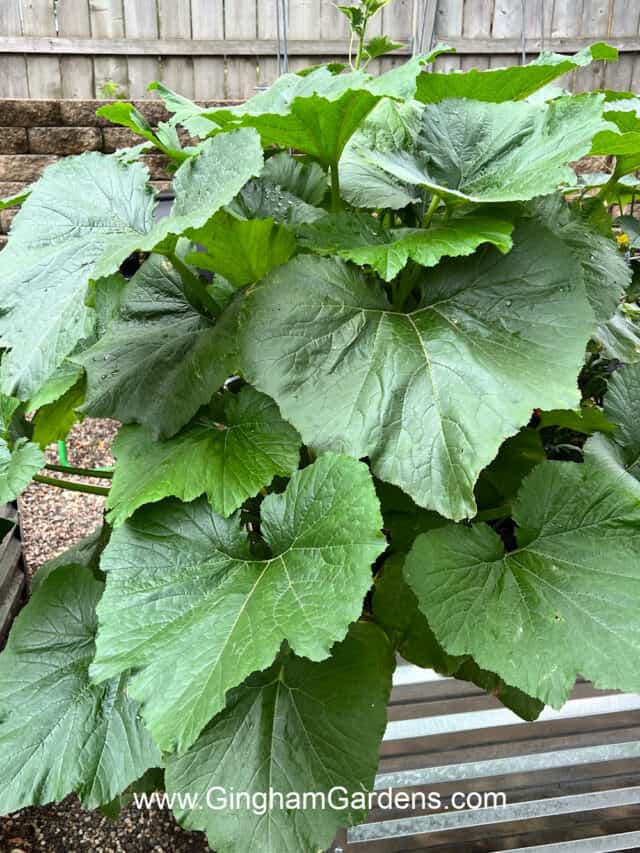 How to Fill Raised Garden Beds (The Right Way) - Gingham Gardens