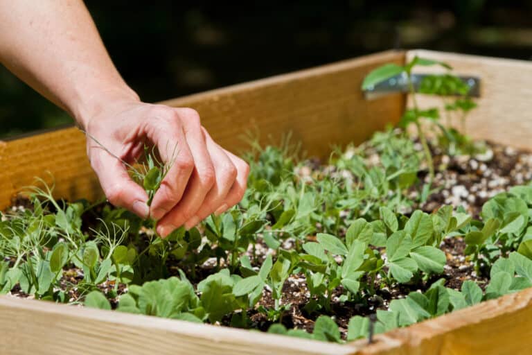 How to Fill Raised Garden Beds (The Right Way) - Gingham Gardens