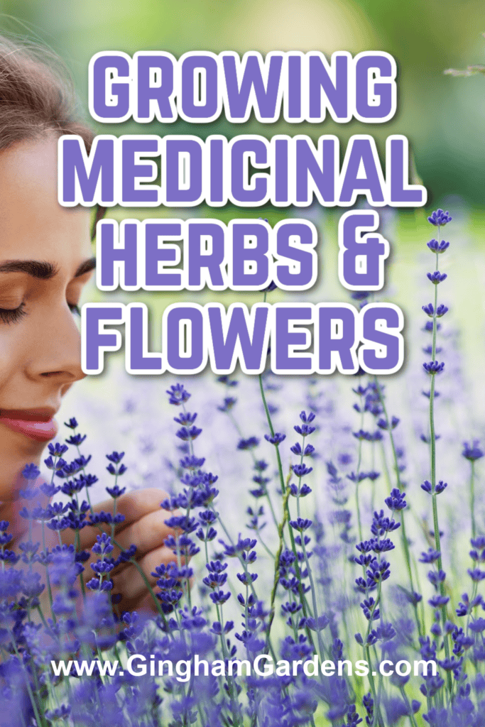 Picture of Growing Medicinal Herbs and Flowers in Your Garden - Gingham Gardens