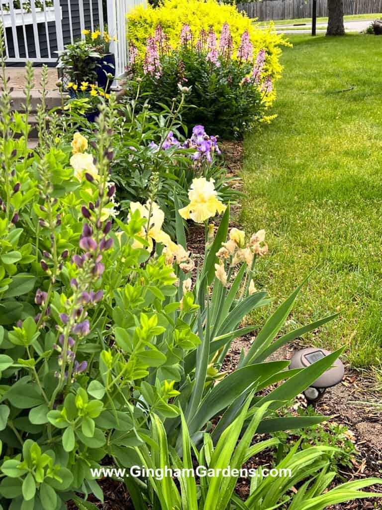 Growing a Front Yard Flower Garden (Tips & Ideas) - Gingham Gardens